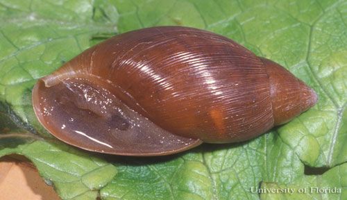 Figure 3. Reverse view of the rosy wolfsnail, Euglandina rosea (Férussac 1821).