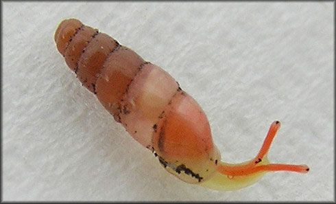 Figure 8. The two-toned gulella, Huttonella bicolor (Hutton 1834).