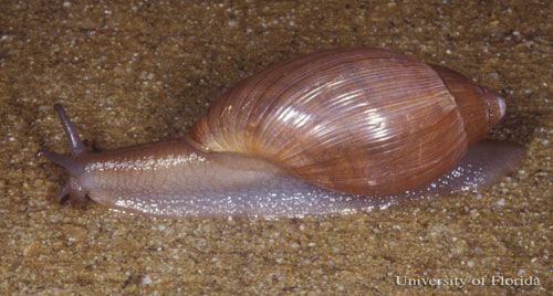 Figure 1. The rosy wolfsnail, Euglandina rosea (Férussac 1821).