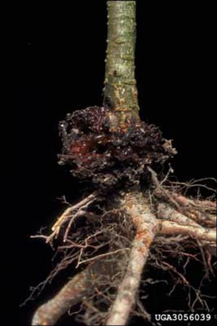 Figure 2. Damage caused by the peachtree borer, Synanthedon exitiosa (Say), at the base of a young peach tree.