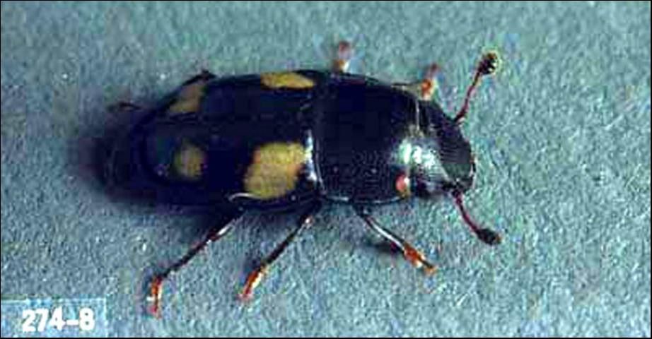 Figure 1. Adult Glischrochilus quadrisignatus (Say), a picnic beetle.