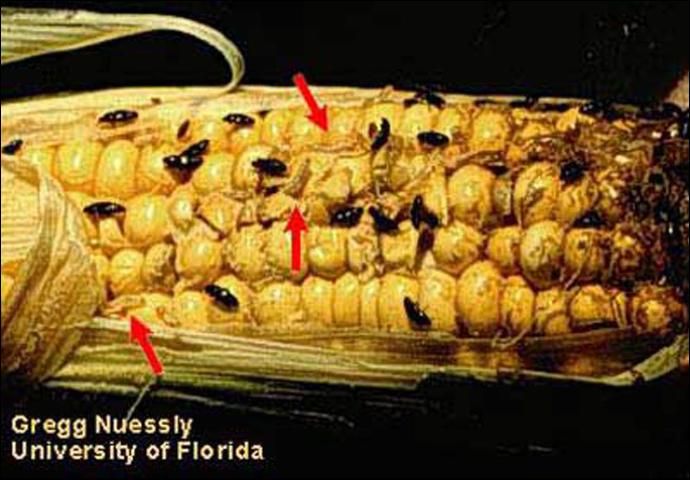 Figure 8. Sap beetle (Carpophilus spp.) larvae (arrows) and adults feeding on sweet corn kernels.