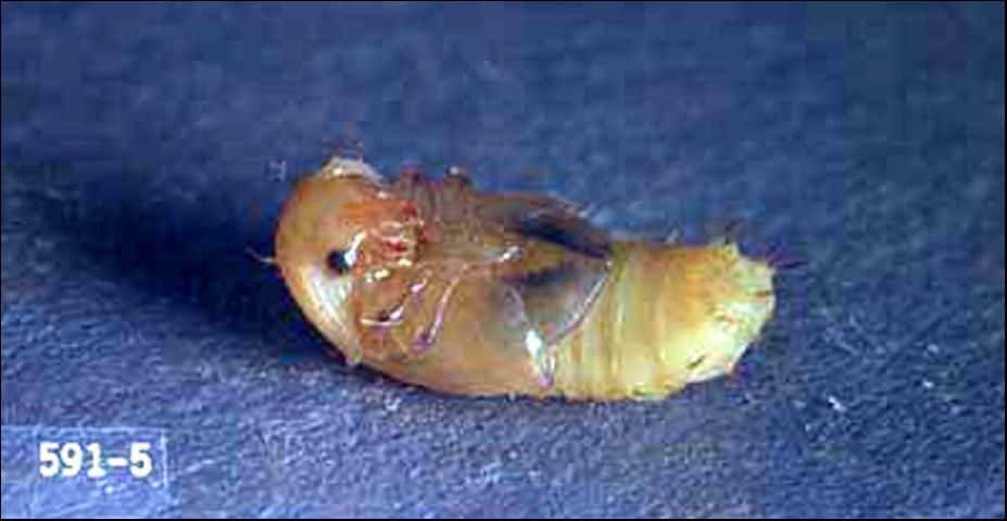 Figure 7. Pupa of Carpophilus lugubris Murray, the dusky sap beetle.