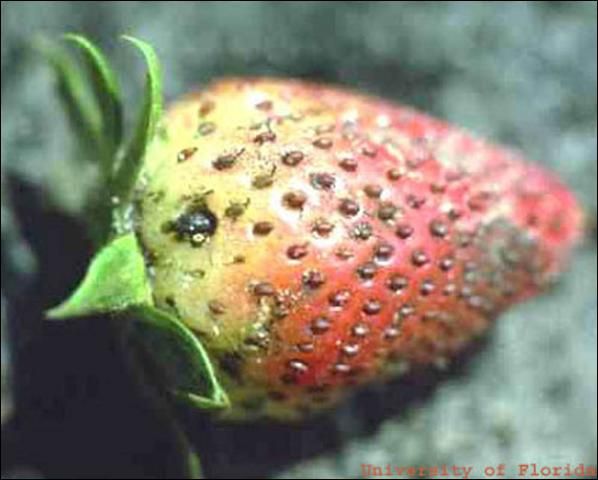 Figure 14. Sap beetle feeding on strawberry.