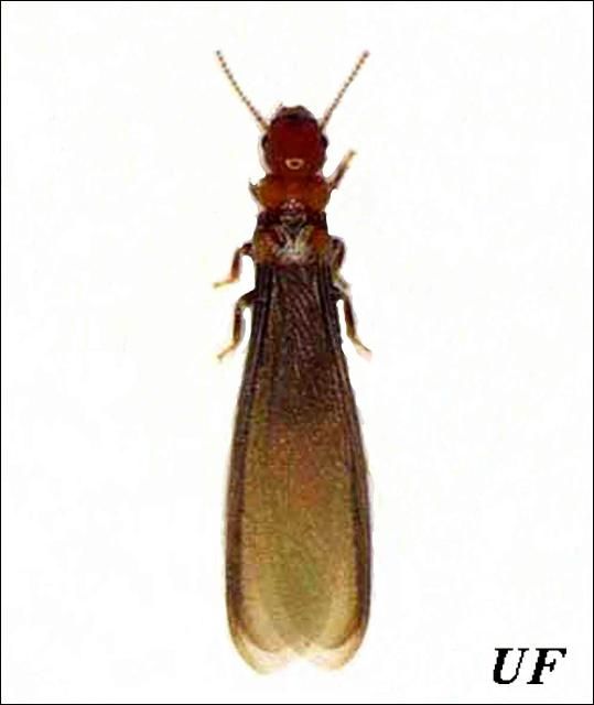 Figure 2. Alate of the western drywood termite, Incisitermes minor (Hagen).