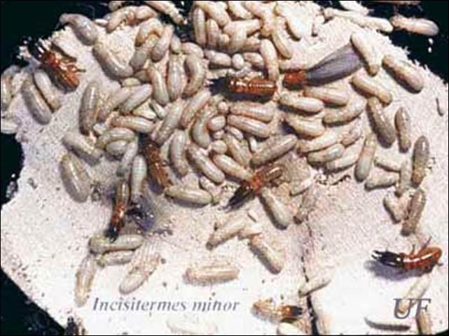 Figure 9. Soldiers, alates and workers (pseudergates) of the western drywood termite, Incisitermes minor (Hagen).