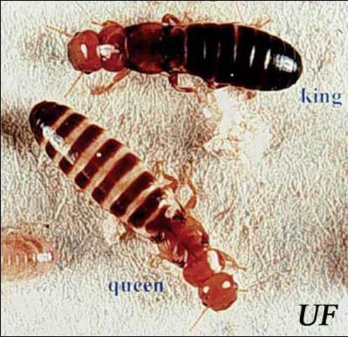 Figure 5. King and queen of the western drywood termite, Incisitermes minor (Hagen).