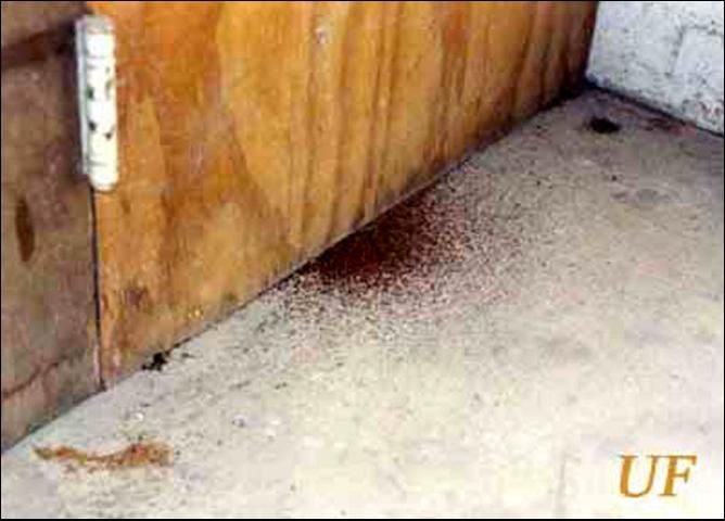 Figure 7. Fecal pellets collecting under a door that is infested by the western drywood termite, Incisitermes minor (Hagen).