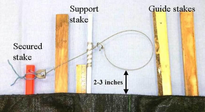 Figure 13. Self-locking snare set for iguanas. End of the snare is firmly attached to a stake or structure and the snare is wired into position with a support stake. The bottom of the snare loop should be 2 to 3 inches above the ground, depending on the size of the target animal.