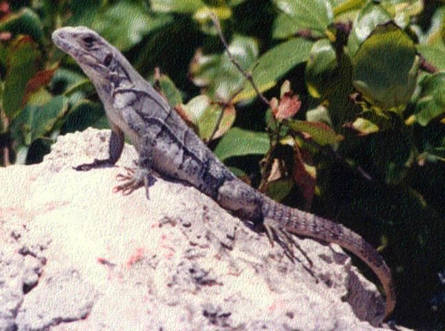 Figure 5. Female black spiny-tailed iguana (Ctenosaura similes).