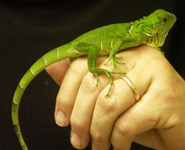 Figure 3. Juvenile green iguana. This hatchling is an attractive size for a pet or to sell to a pet store.