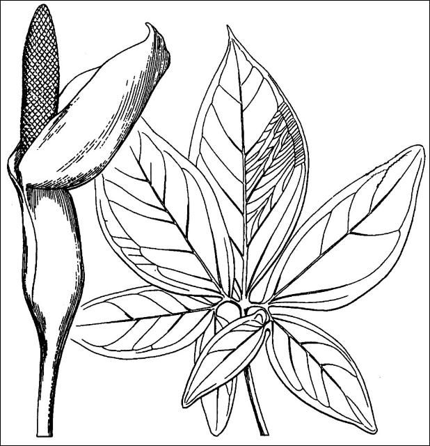 Figure 1. Flower and mature leaf of Syngonium podophyllum.