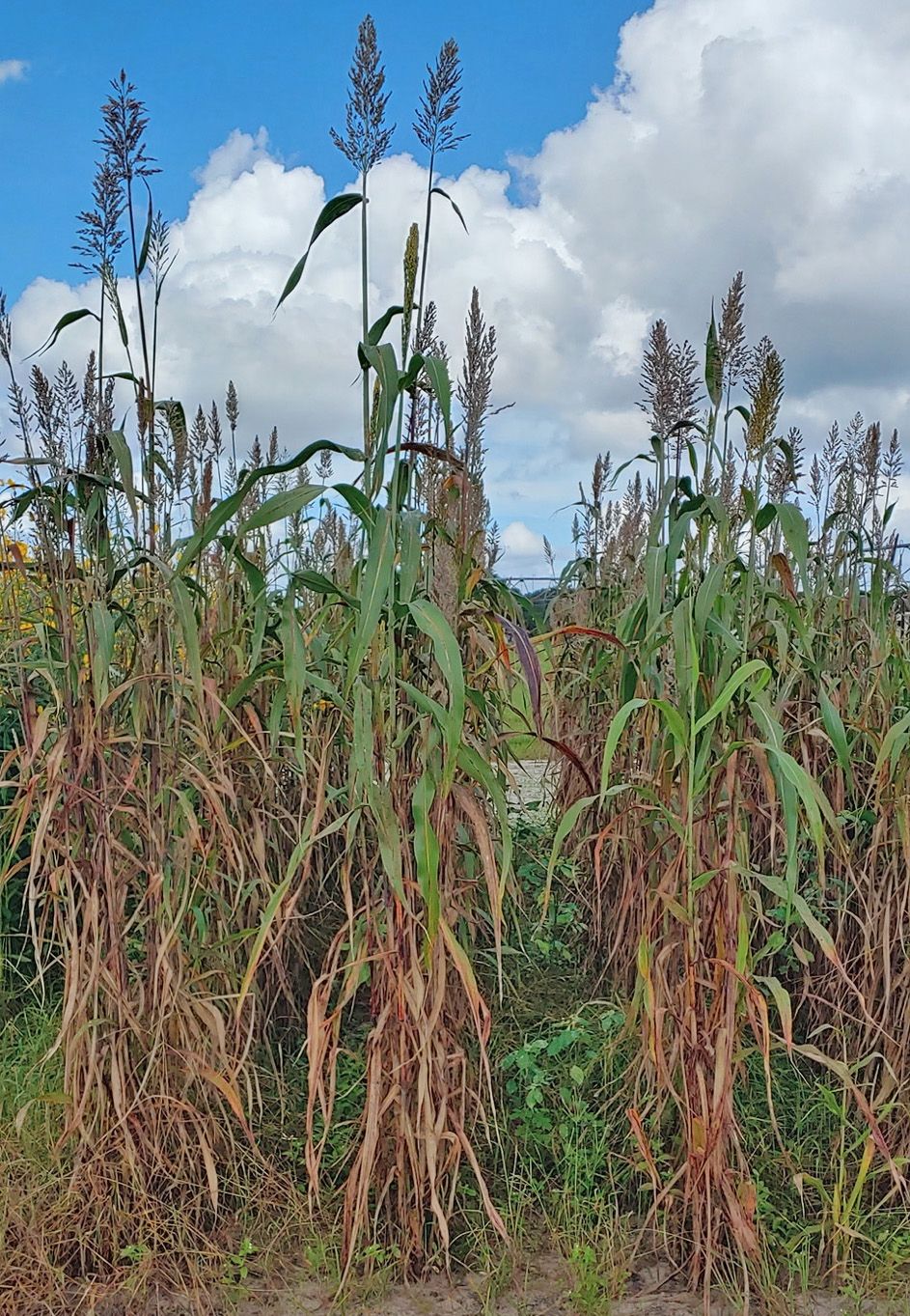 Sorghum-sudangrass (S. bicolor x S. sudanense). 