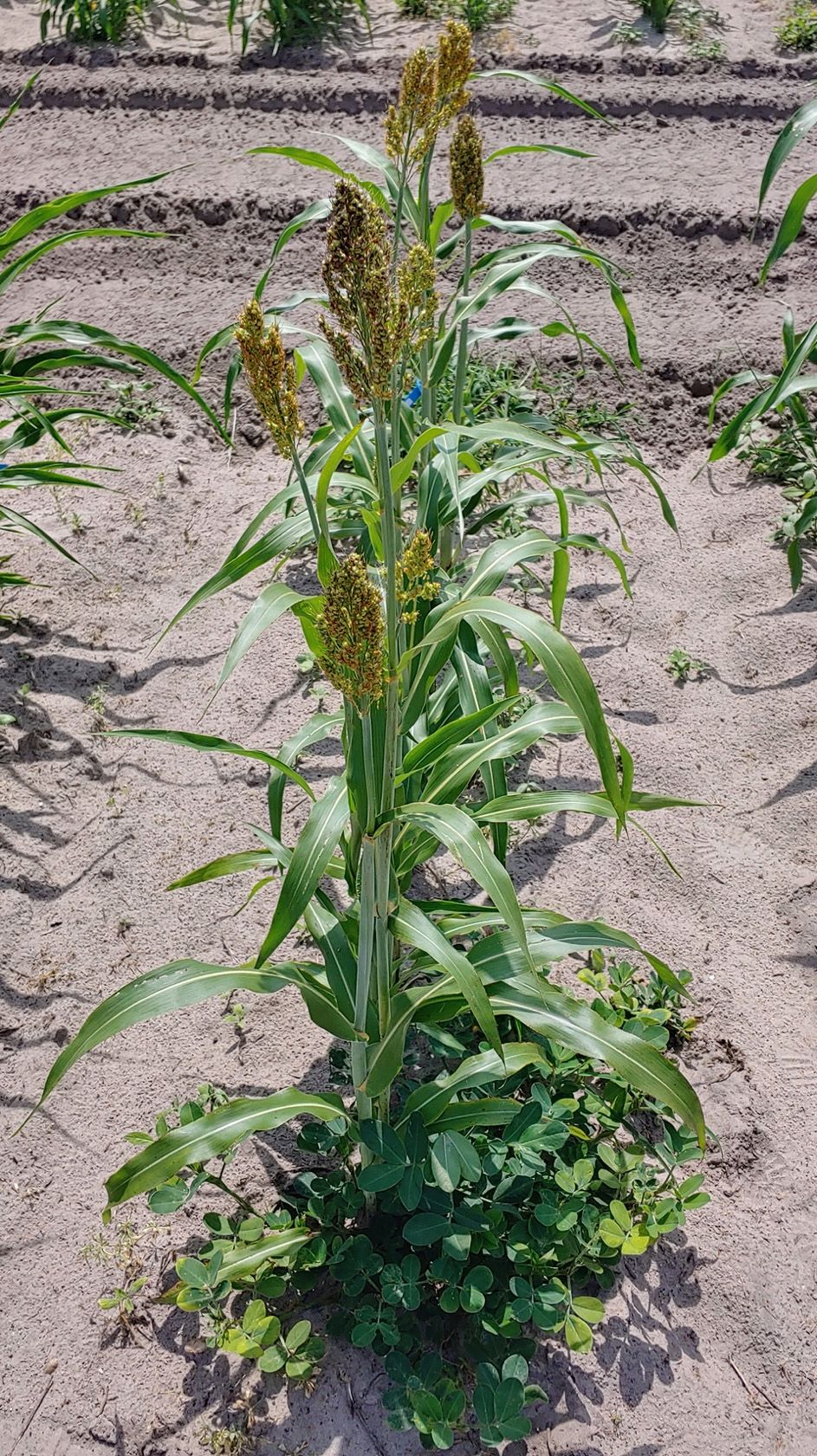 Grain sorghum (Sorghum bicolor) growing in a research plot. 