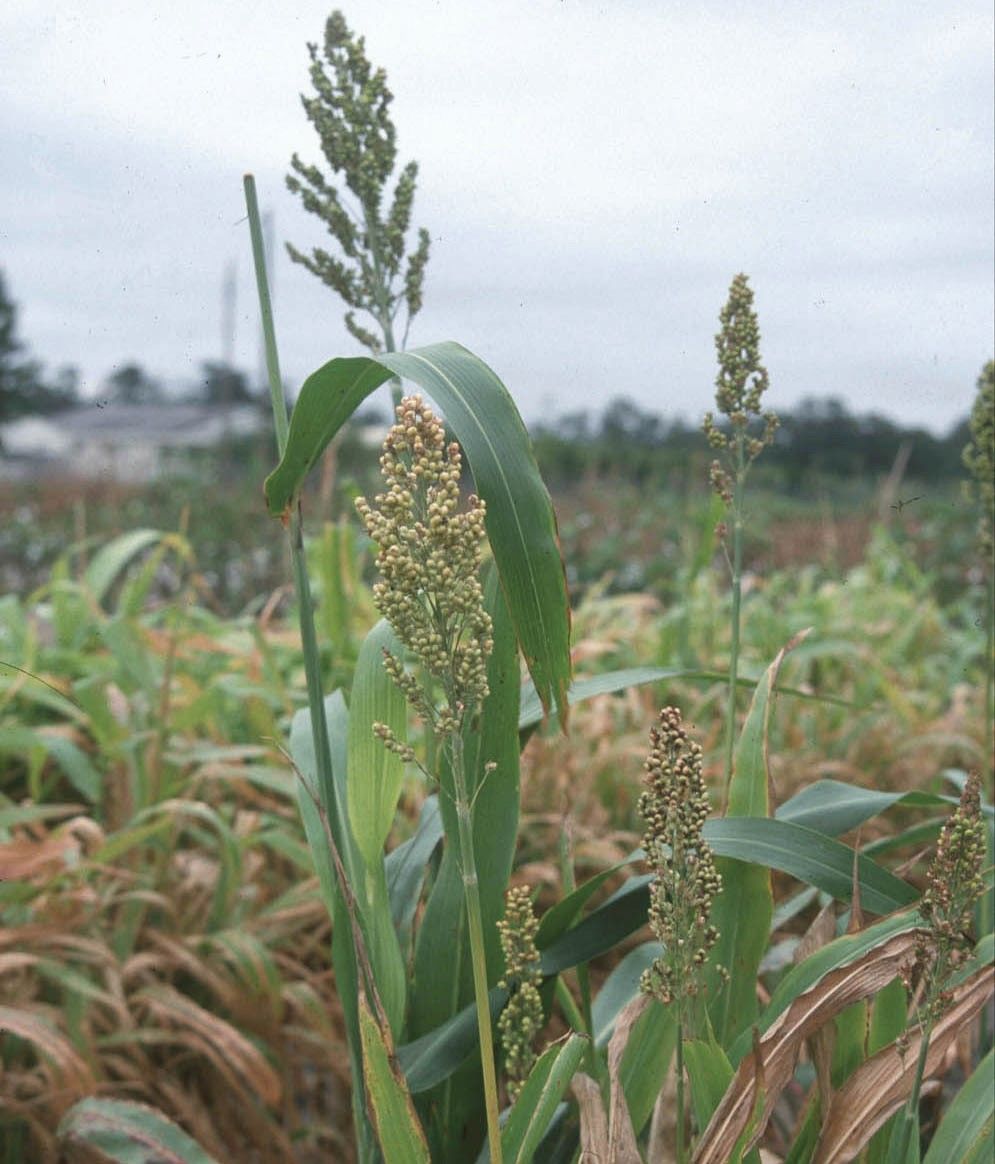 Forage sorghum, Sorghum bicolor. 
