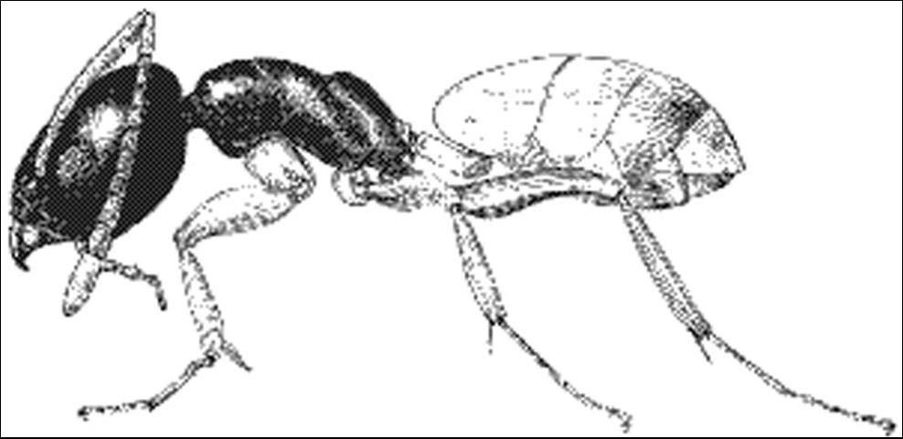 Figure 2. Ghost ant worker.