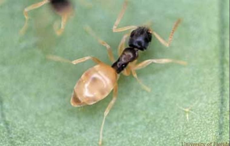 Figure 3. Worker of the ghost ant, Tapinoma melanocephalum (Fabricius), dorsal— lateral view.