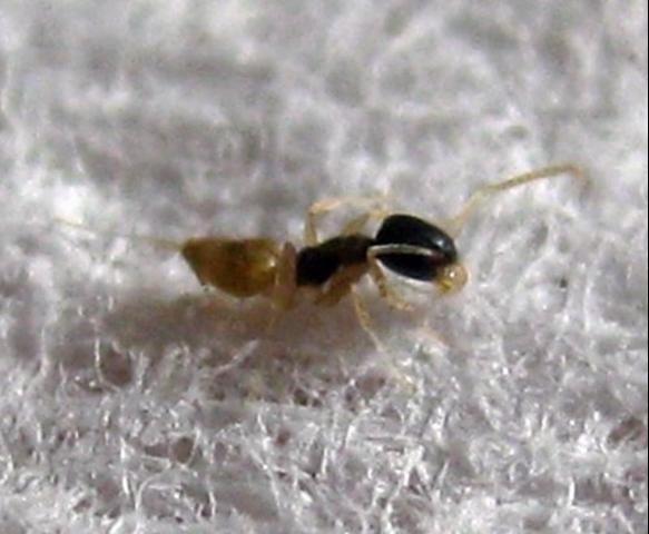 Figure 1. Worker of the ghost ant, Tapinoma melanocephalum (Fabricius), lateral view.