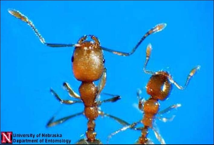 Figure 6. A comparison of the heads of workers of the Pharaoh ant (left), Monomorium pharaonis (Linnaeus), and the thief ant (right), Solenopsis molesta (Say).
