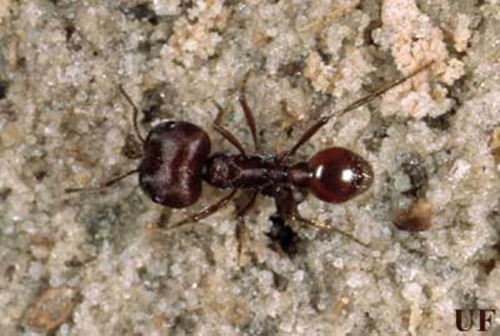 Figure 1. Major worker of the Florida harvester ant, Pogonomyrmex badius (Latreille).