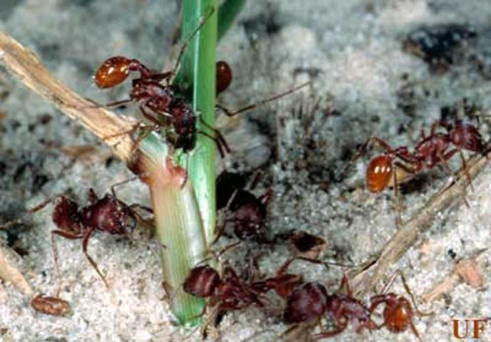 Figure 4. Foraging Florida harvester ants, Pogonomyrmex badius (Latreille).