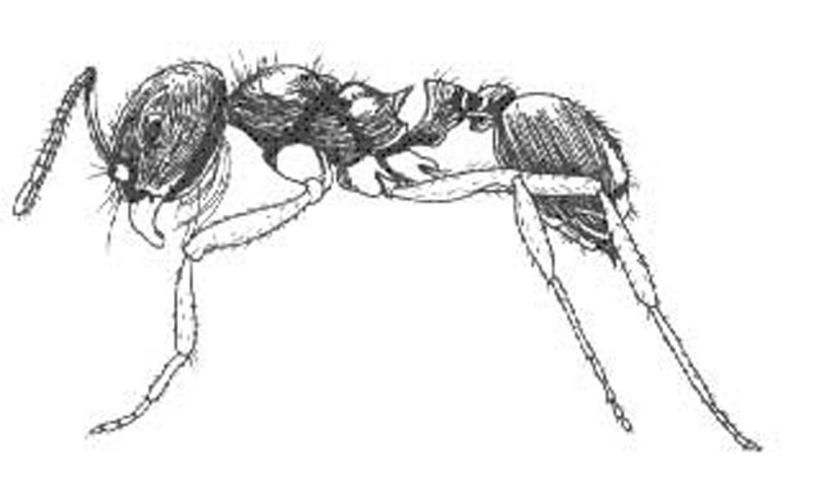 Figure 2. Florida harvester ant, Pogonomyrmex badius (Latreille), worker.