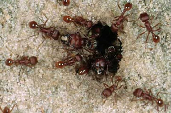 Figure 3. Colony entrance of the Florida harvester ant, Pogonomyrmex badius (Latreille).