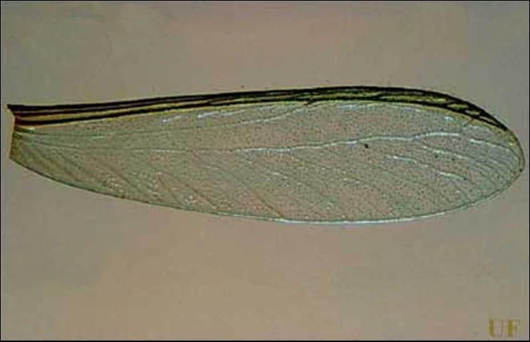 Figure 3. Close-up of a Cryptotermes cavifrons wing. Three heavily sclerotized veins are distinctly visible in the basal third of the wing. The unsclerotized median vein curves upward to meet the sclerotized veins about midwing.