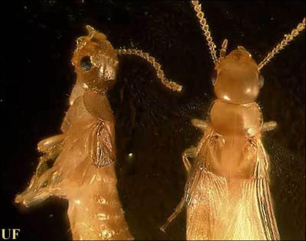 Figure 6. The Cryptotermes cavifrons dealate on the left has already broken off its wings. Note that the scales where the wings attached to the body remain in place. They are about the same length as the pronotum.