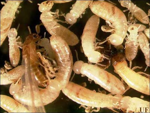 Figure 4. Larvae and pseudergates (