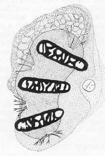 Figure 8. Posterior spiracles (left side) of the schoepfia fruit fly, Anastrepha interrupta Stone, with details of one peritreme.