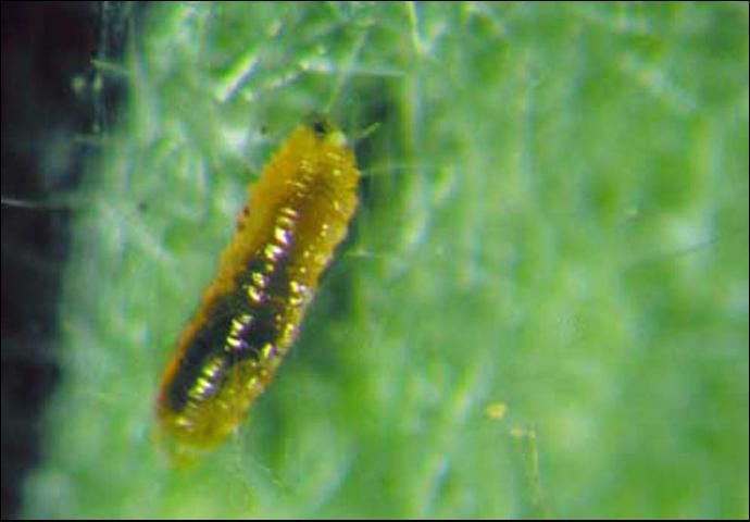 Figure 2. Larva of the predatory gall-midge, Feltiella acarisuga (Vallot).
