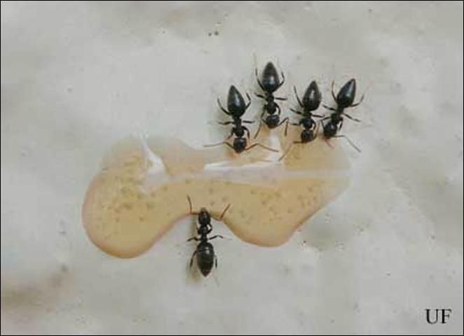 Figure 2. White-footed ants, Technomyrmex difficilis Forel, feeding on soda droplet.