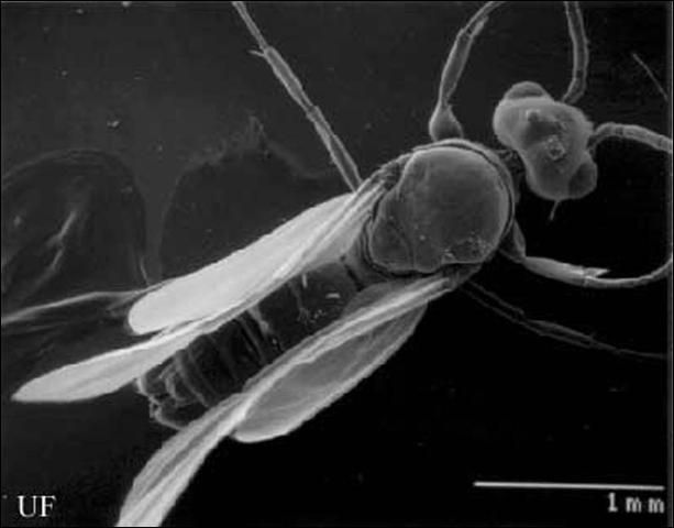 Figure 4. Scanning Electron Micrograph of a whitefooted ant male alate, Technomyrmex difficilis Forel.