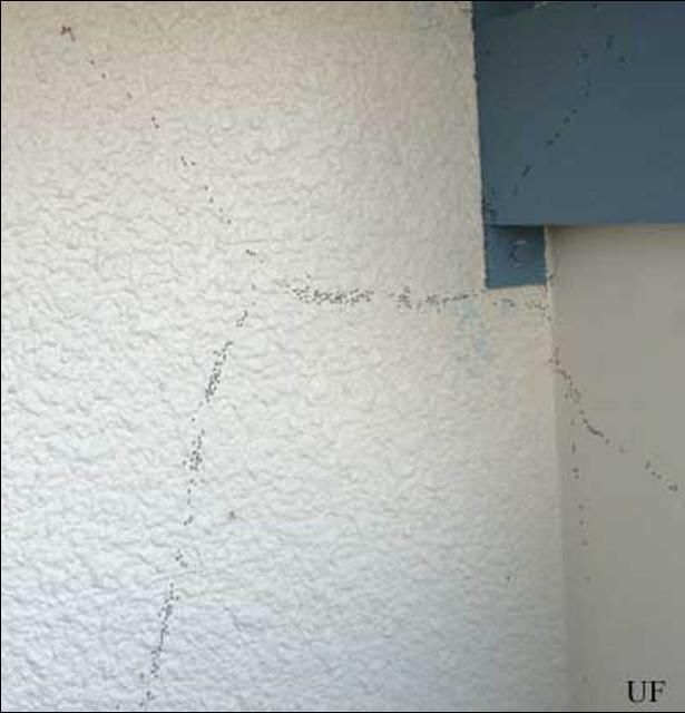 Figure 5. White-footed ants, Technomyrmex difficilis Forel, trailing on a building.
