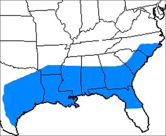 Figure 1. Distribution of the glassy-winged sharpshooter, Homalodisca vitripennis (Germar), in the southeast United States as of 2004.