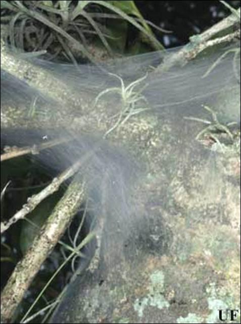 Figure 4. Archipsocus nomas Gurney silken web on Ilex sp.