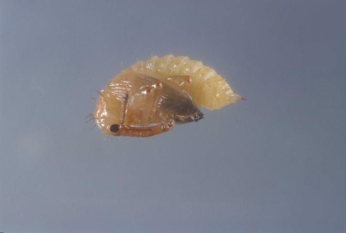 Figure 2. Pupa of the pepper weevil, Anthonomus eugenii Cano.