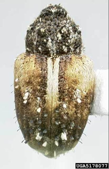 Figure 7. Adult Cuban pepper weevil, Faustinus cubae (Boheman), dorsal view.