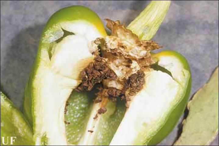 Figure 5. Feeding damage in pepper caused by pepper weevil larvae of Anthonomus eugenii Cano.