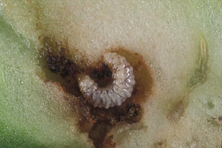 Figure 1. Pepper weevil, Anthonomus eugenii Cano, larva.