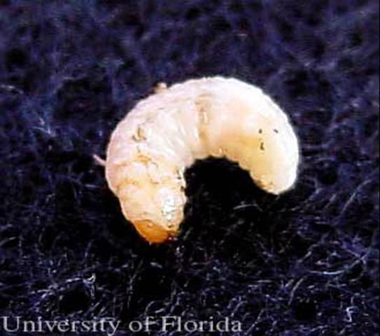 Figure 10. Larva of the Cuban pepper weevil, Faustinus cubae (Boheman).