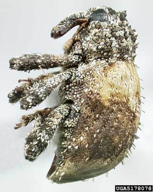 Figure 8. Adult Cuban pepper weevil, Faustinus cubae (Boheman), lateral view.