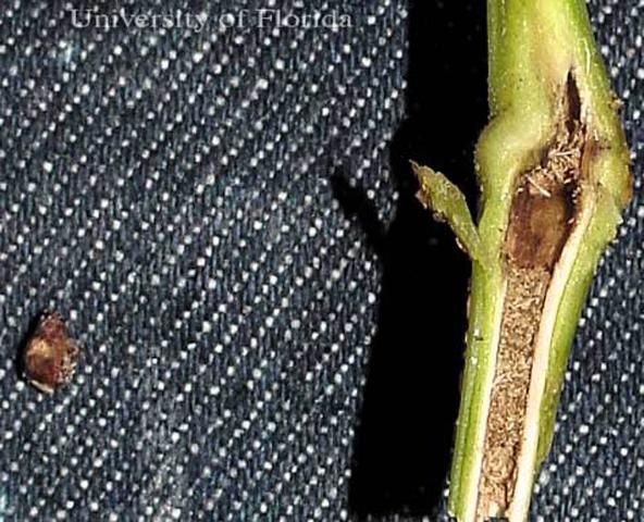 Figure 11. Feeding damge to plant stalk caused by larva of the Cuban pepper weevil, Faustinus cubae (Boheman). Adult is shown to the left.