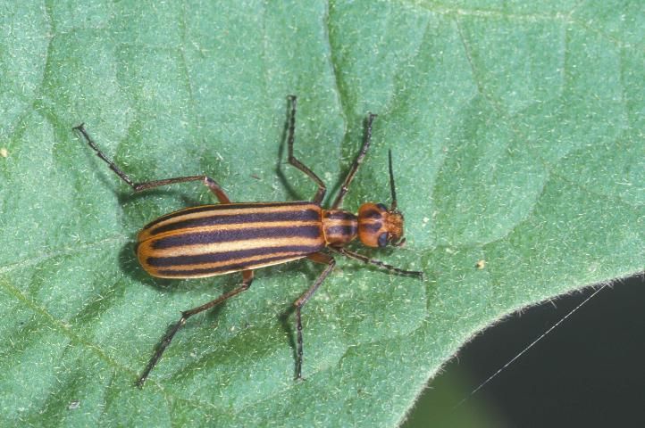 Figure 1. The striped blister beetle, Epicauta vittata (Fabricius), showing the three black stripes on each elytron, which is found in populations from southern areas of the United States.