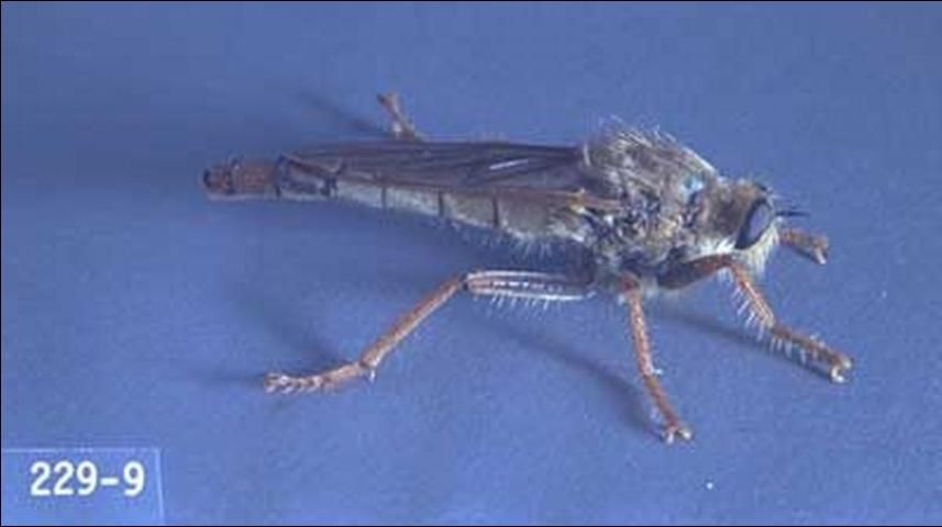 Figure 4. Adult Stenopogon sp. robber fly.