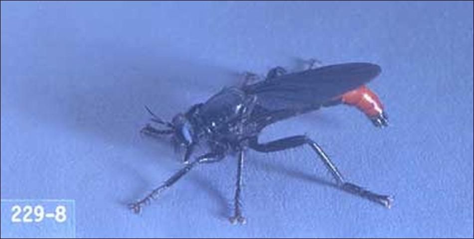 Figure 1. Adult Ospriocerus abdominalis Sayrobber fly.