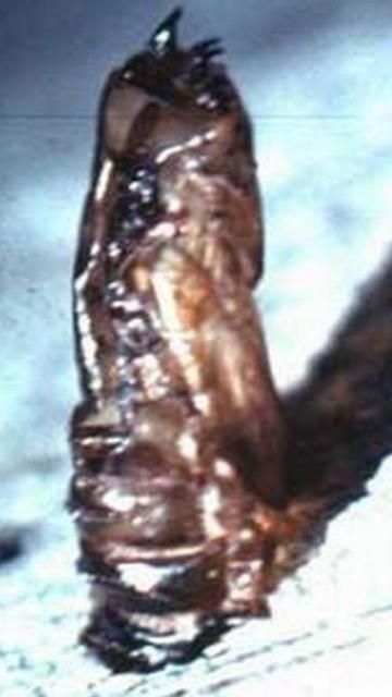 Figure 10. Exuviae of an unidentified laphriine robber fly.