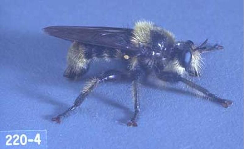 Figure 7. Adult Laphria sp., a robber fly that mimics a bumble bee.