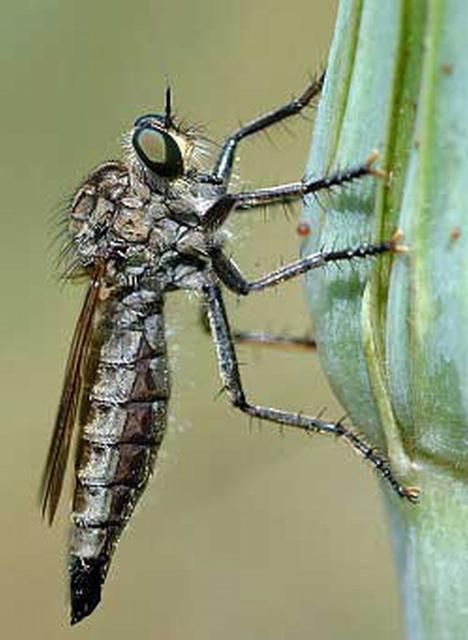 Figure 5. Adult female Dysmachus trigonus robber fly.